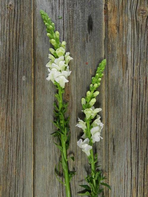 WHITE SNAPDRAGONS